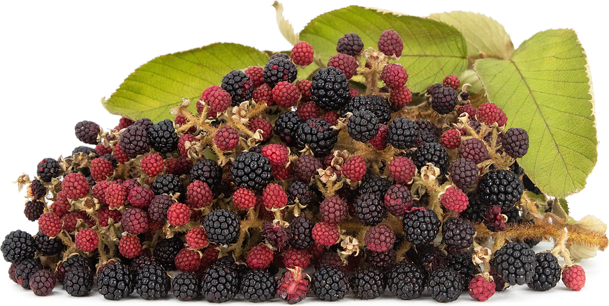 Zarzamora Blackberries picture