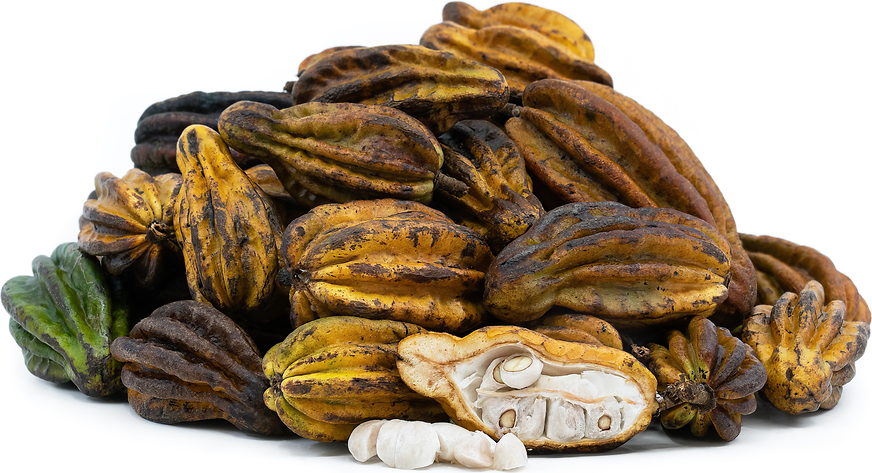 Monkey Cacao Pods picture
