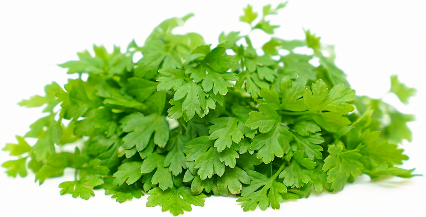 Petite® Chervil picture