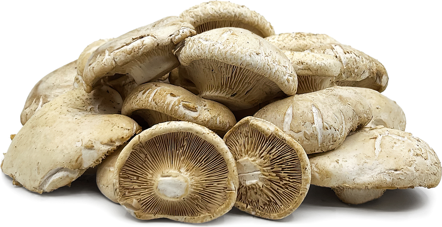 White Steppe Mushrooms picture
