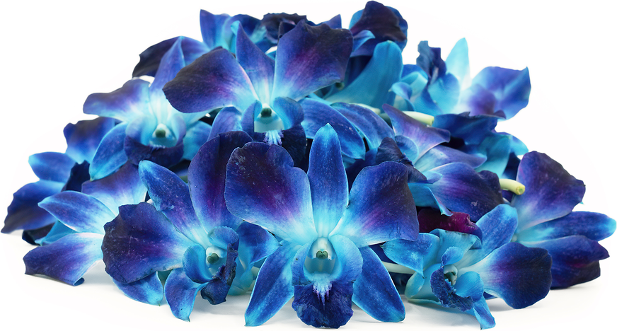 Flowers Orchids Blue picture