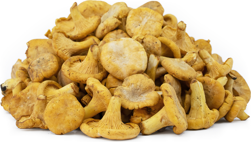 Saskatchewan Chanterelles picture