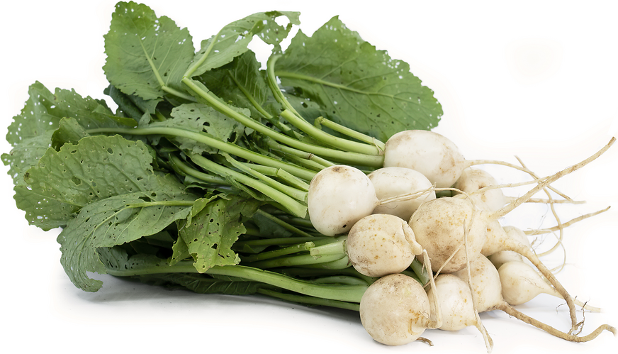 Japanese Turnips picture