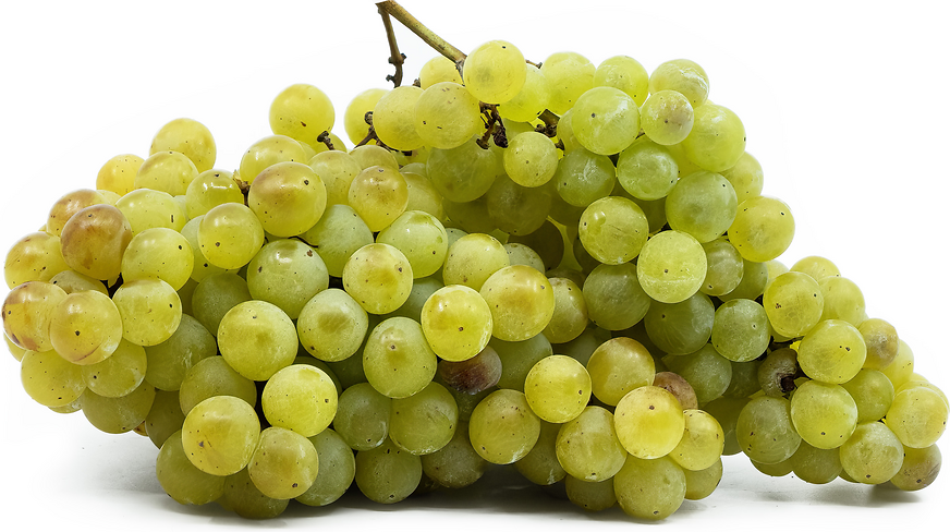 Muscat Blanc Grapes picture