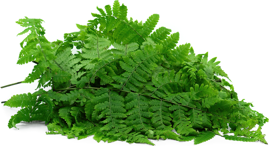 Wild Tsikhra Ga Ferns picture