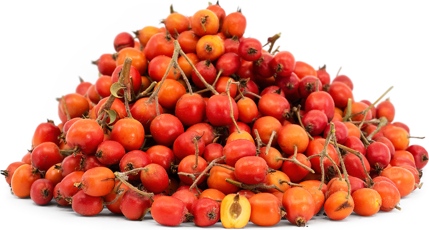 Rowan Berries picture