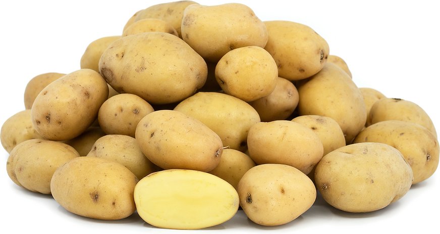 Yellow Dutch Butter Potatoes picture