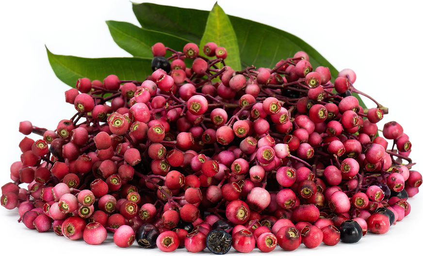 Forentino Miconia Berries picture