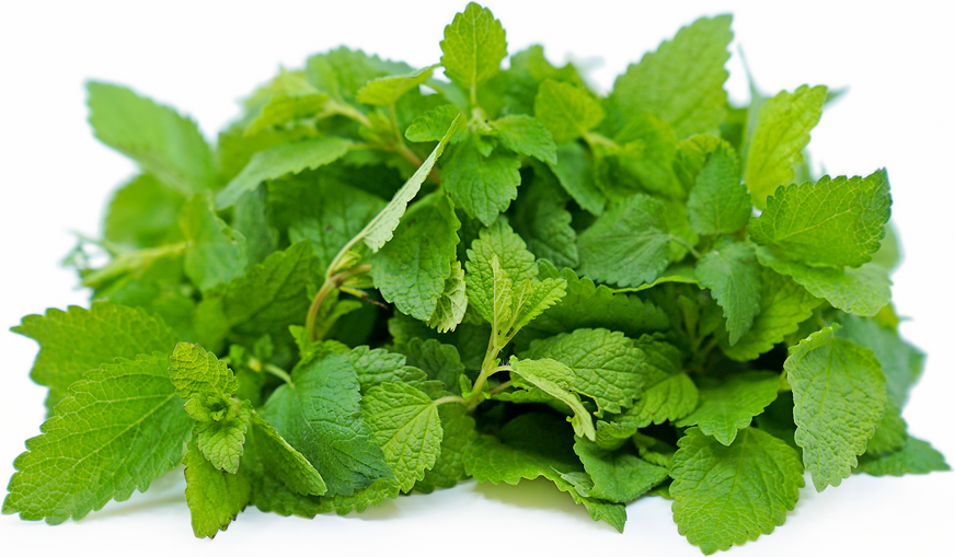 Lemon Balm picture