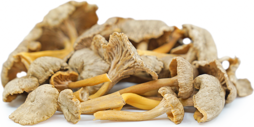 Yellow Foot Chanterelle Mushrooms picture