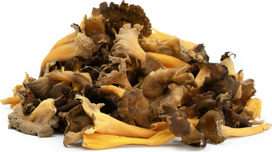 Yellowfoot Chanterelle Mushrooms picture