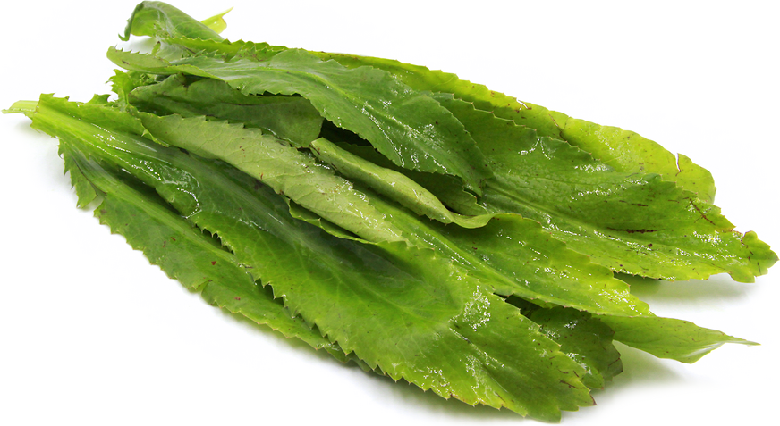 Culantro Information and Facts