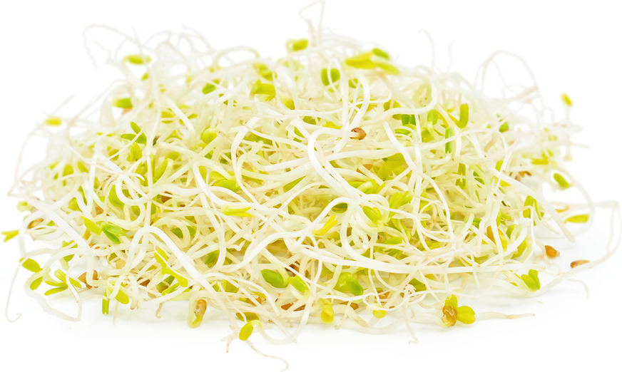 What Do Alfalfa Sprouts Look Like