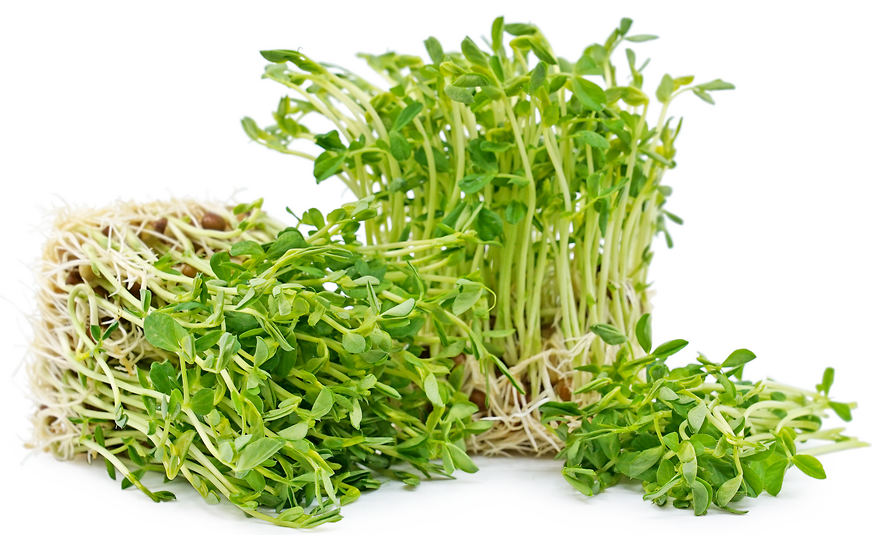 Organic Green Pea Shoots picture