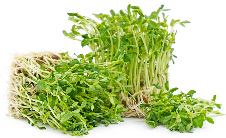 Organic Green Pea Shoots Information, Recipes and Facts