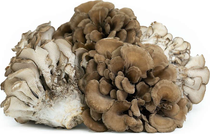 Maitake Mushrooms picture