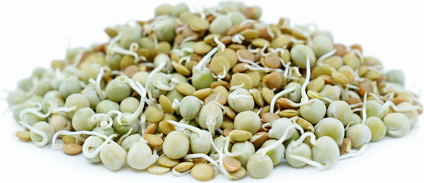 Mix Beans Sprouts picture