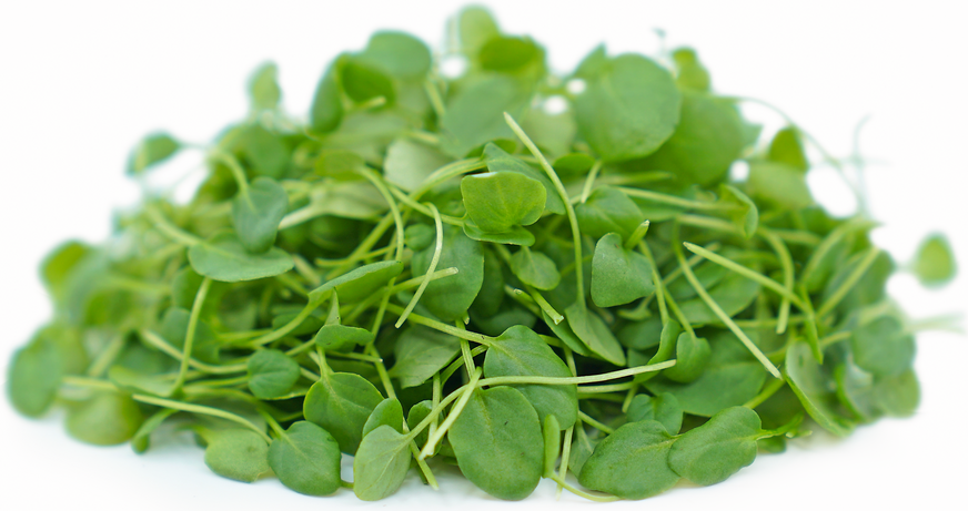 Micro Upland Cress picture
