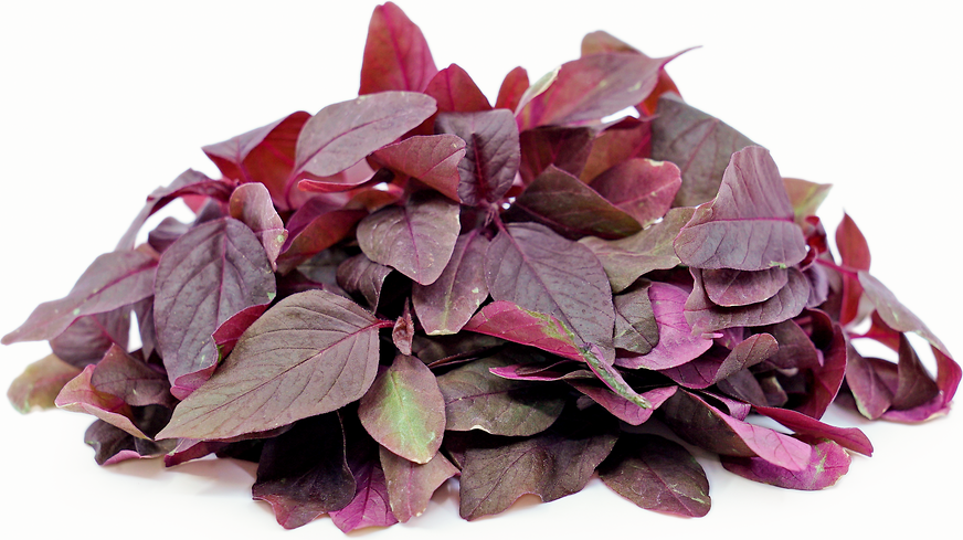 Petite® Red Amaranth picture