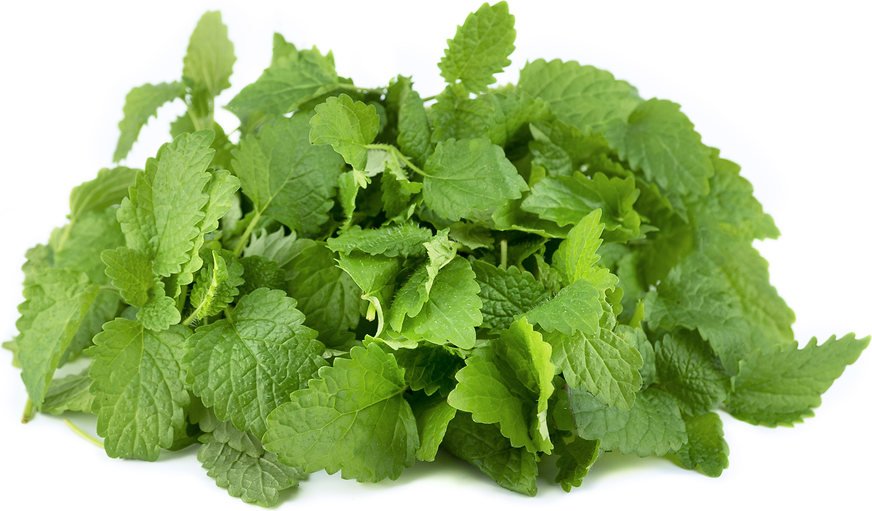 Petite® Lemon Balm picture