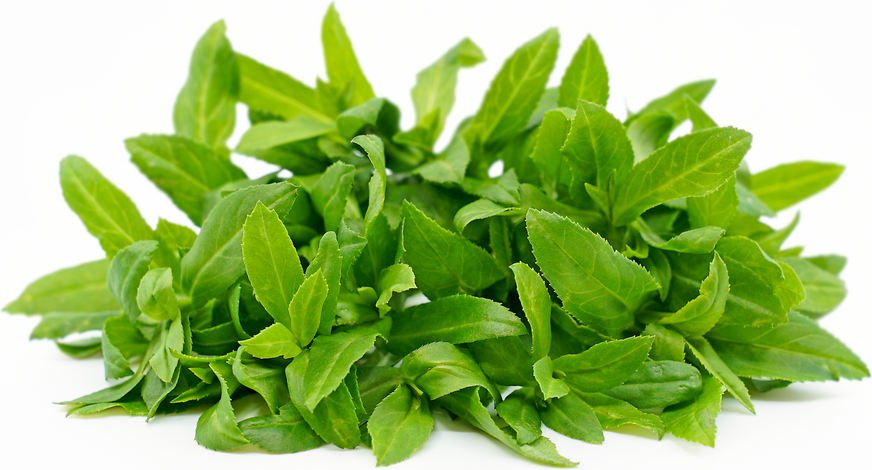 Petite® Tarragon Spanish™ picture