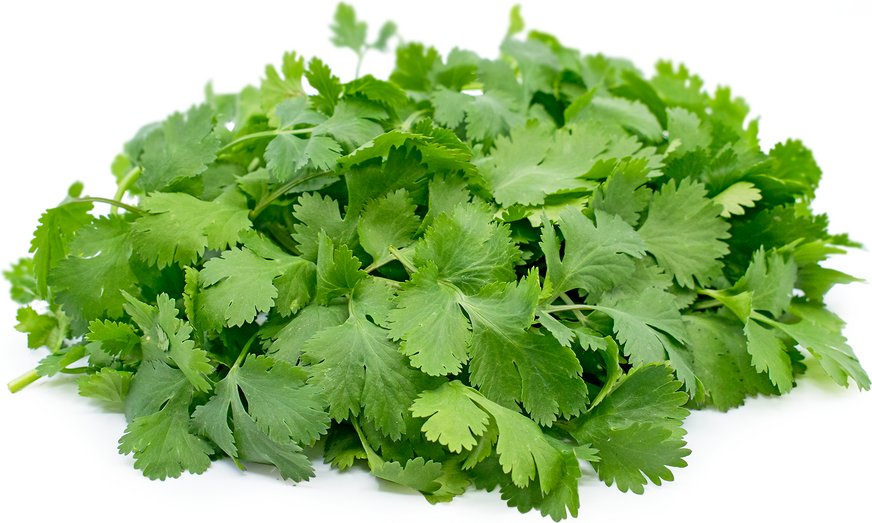 Cilantro Leaf