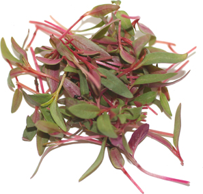 Micro Blaze Amaranth Information and Facts