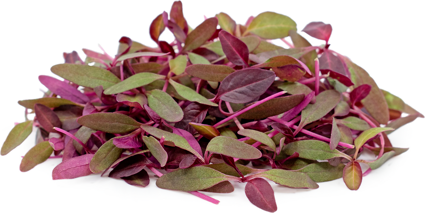 Micro Red Amaranth picture