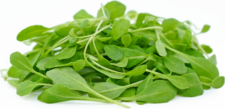 Micro Arugula Sylvetta™ picture