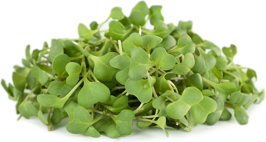 Micro Broccoli picture