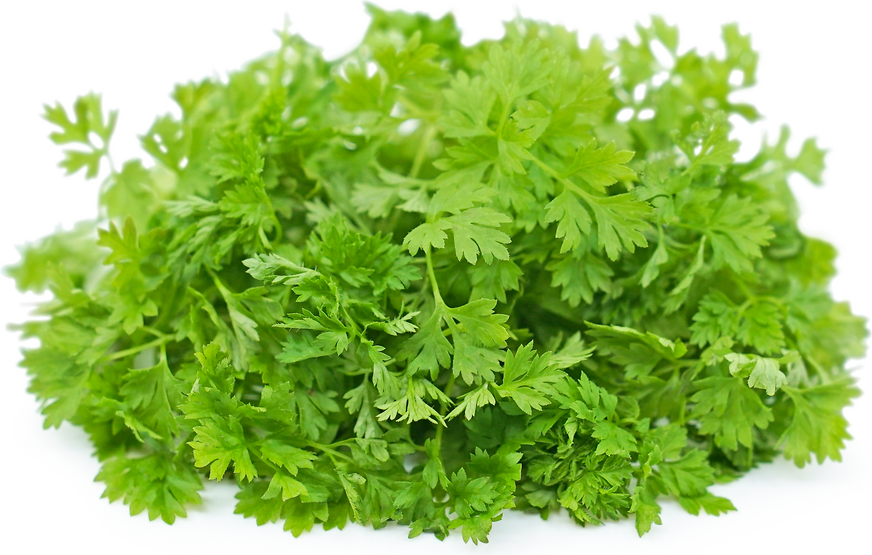 Micro Chervil picture