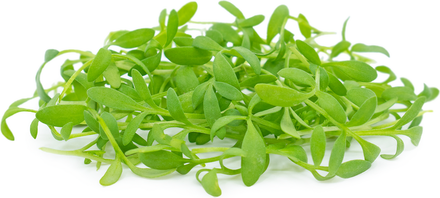Micro Peppercress picture