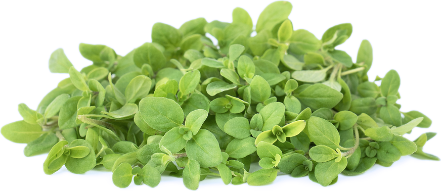 Micro Marjoram picture