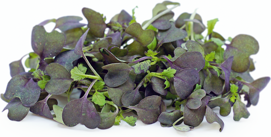 Micro Red Mustard picture