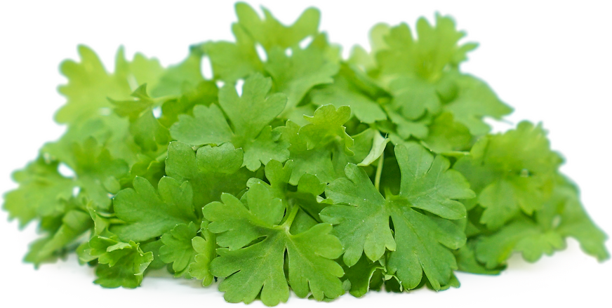 Micro Curled Parsley picture
