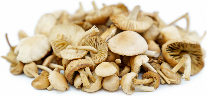 Mousseron Mushrooms picture