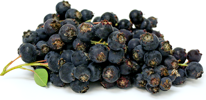 Wild Blueberries picture