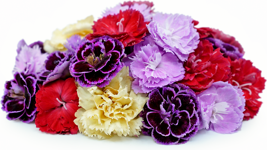 Carnations picture