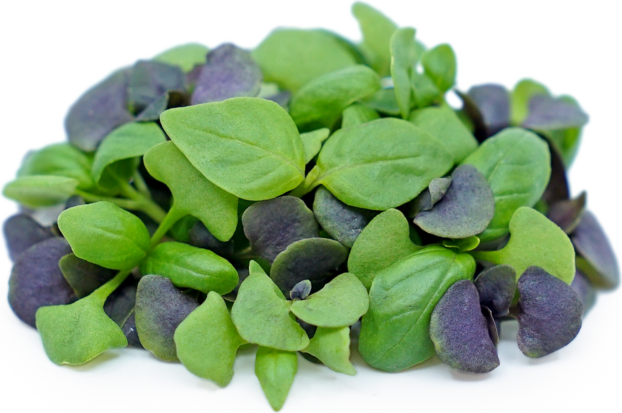 Micro Basil Mix picture