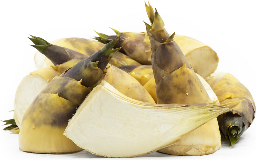 Fresh Bamboo Shoots Information and Facts