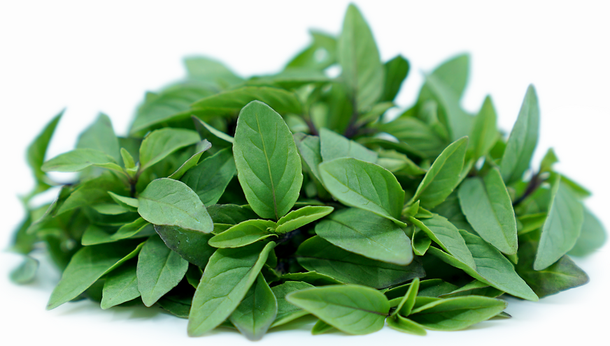 Petite® Licorice Basil picture