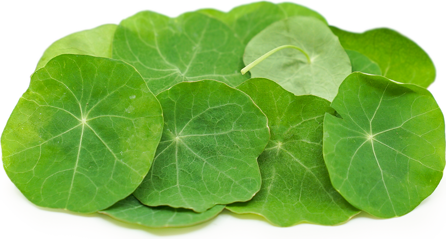 Petite® Nasturtium Leaf Information and Facts