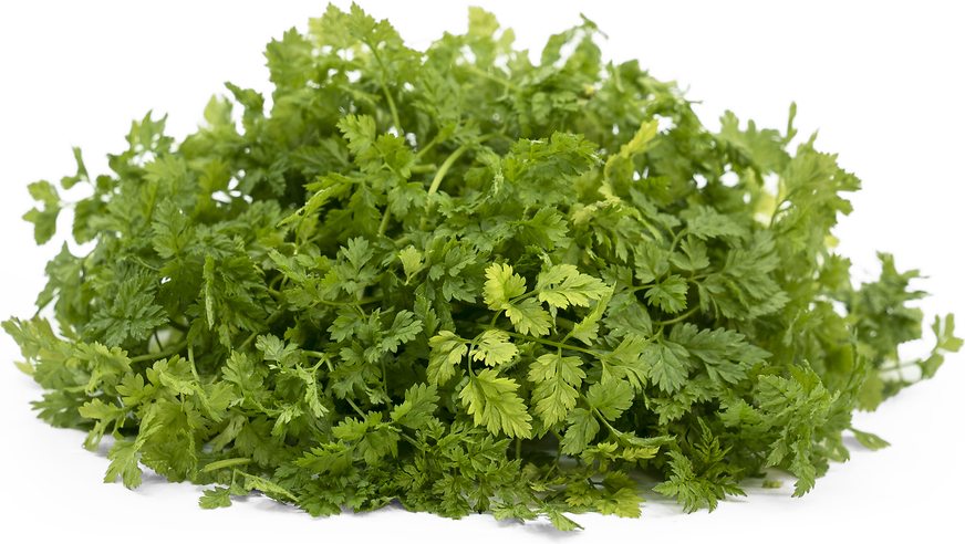 TenderGreens™ Chervil picture