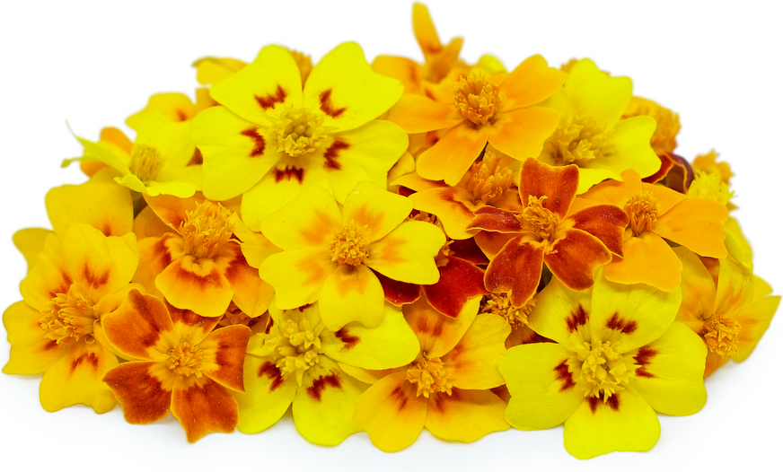 Marigold  MicroFlowers™ picture