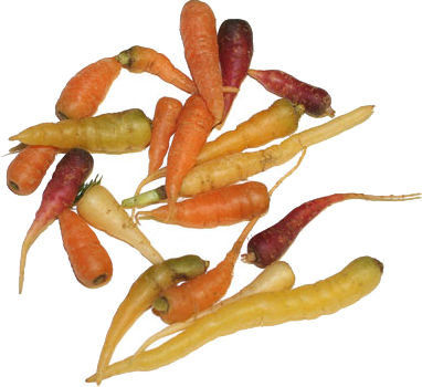 Baby Micro Mix Carrots picture