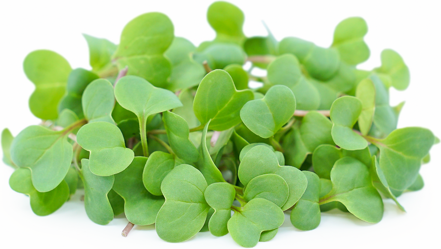 Micro Radish Daikon picture