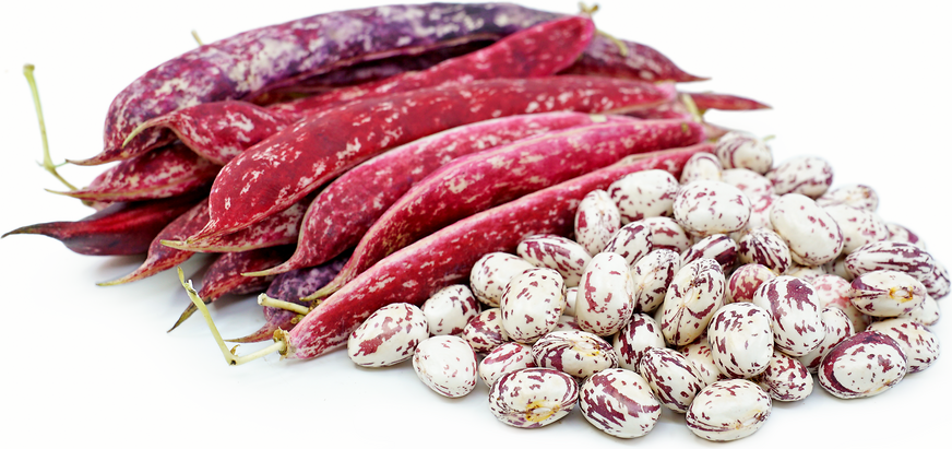 Cranberry Shelling Beans picture