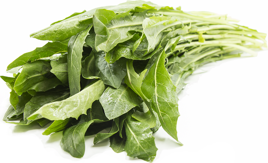 dandelion greens in hindi