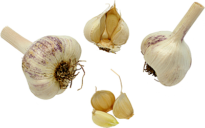 Garlic with Bulbs picture