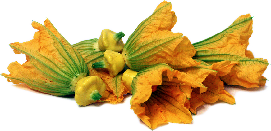 Baby Yellow Squash with Flower picture